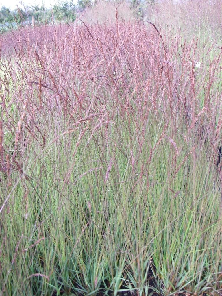 Molinia Edith Dudszus., Ophalen