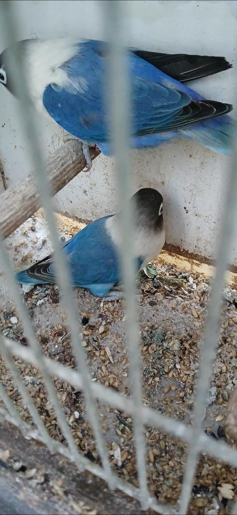 Personata, Dieren en Toebehoren, Vogels | Parkieten en Papegaaien