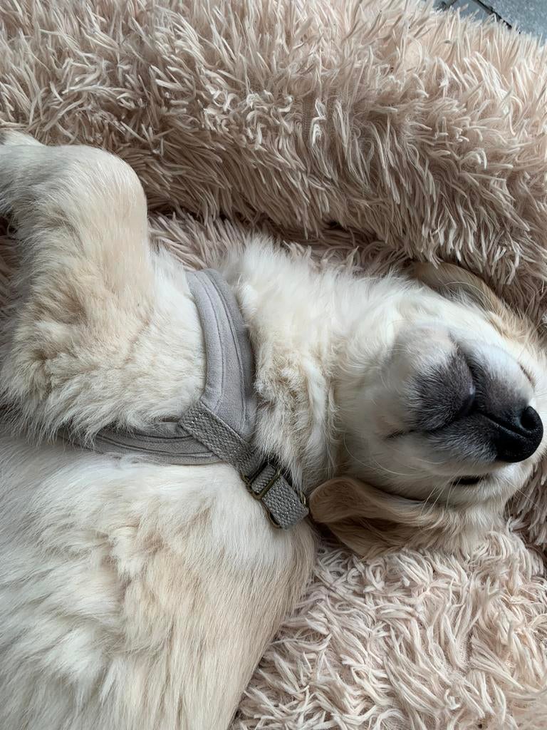 Riem + harnas + halsband, Enlèvement ou Envoi, Comme neuf