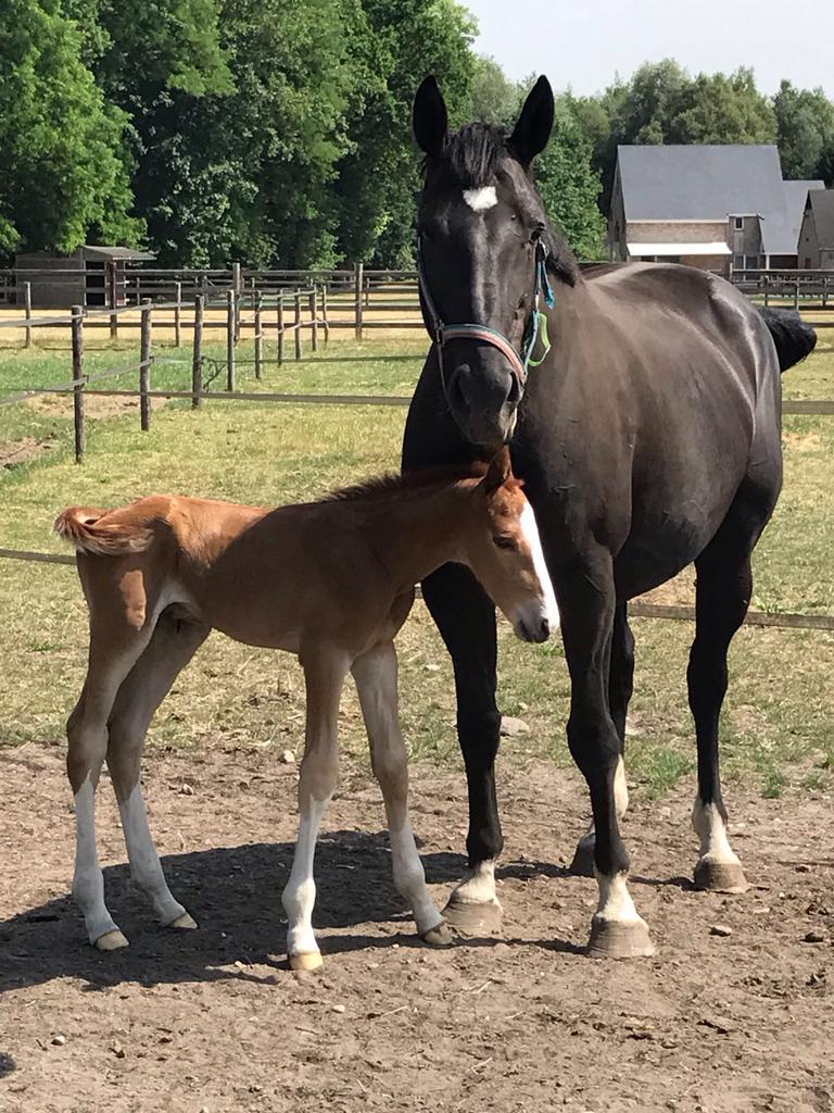 Fokmerrie, Dieren en Toebehoren