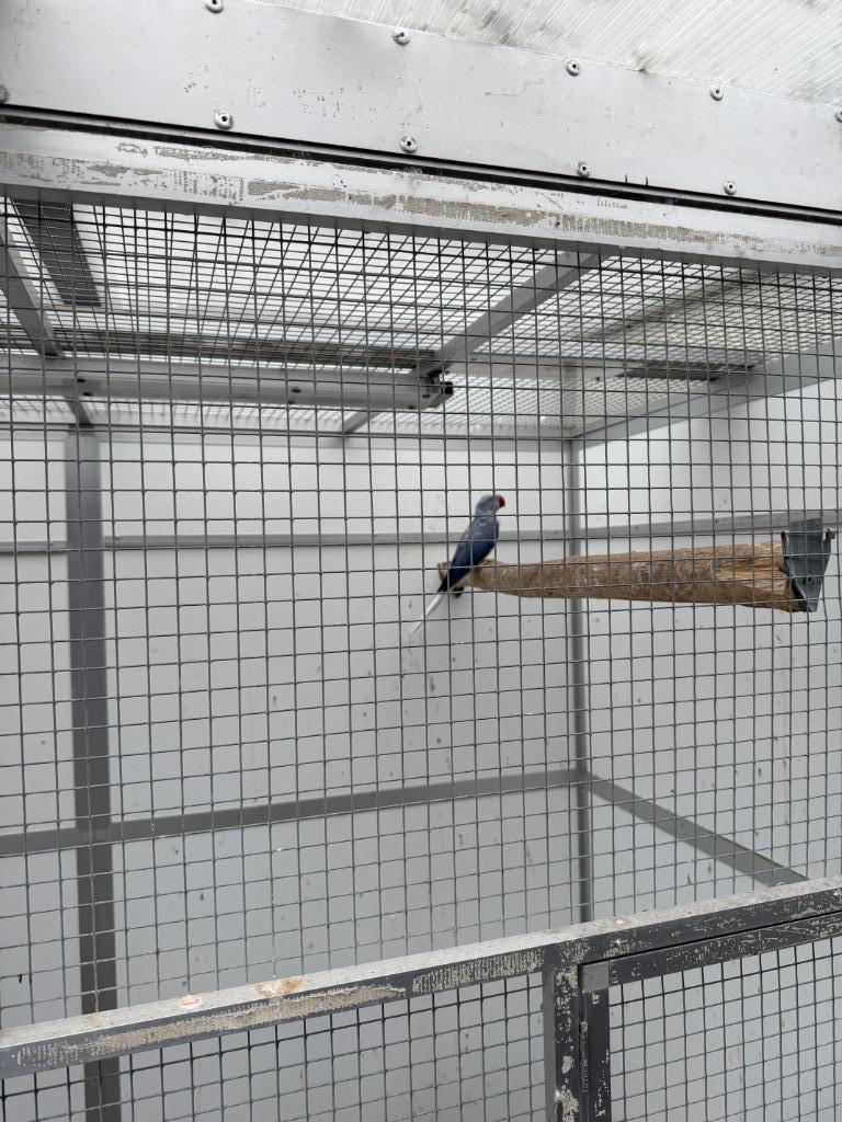 Violet wkws kweekpop halsband parkiet / halsbandparkiet, Dieren en Toebehoren, Vrouwelijk, Parkiet, Geringd