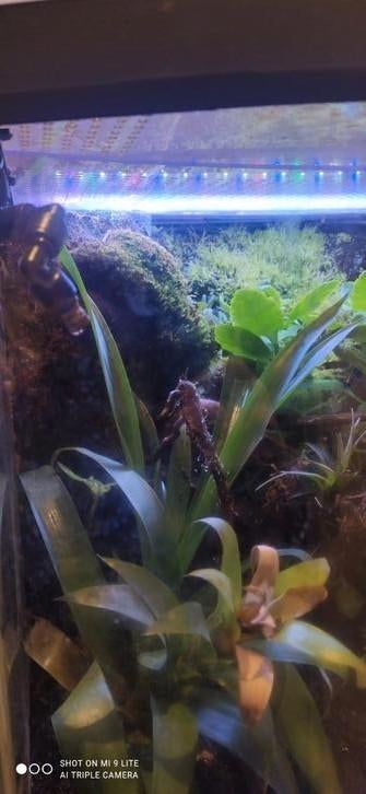 Terrarium tropical complet – Un coin de nature chez vous, Enlèvement, Utilisé, Terrarium ou Paludarium