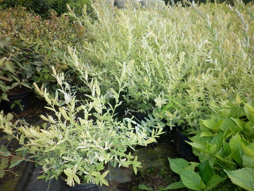 bonte japanse wilg, salix hakuro nishiki, Tuin en Terras, Planten | Tuinplanten, Volle zon, Vaste plant, Lente, Ophalen