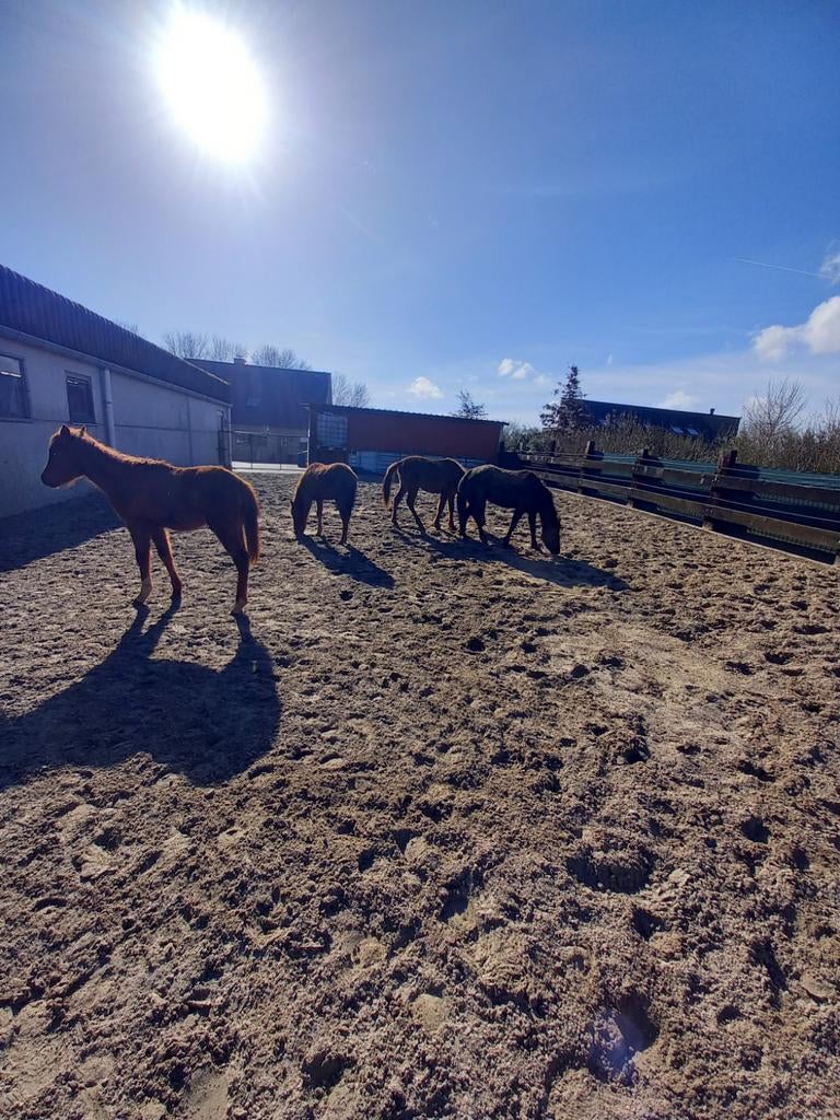 Pony's te koop, Dieren en Toebehoren, Paarden, Merrie