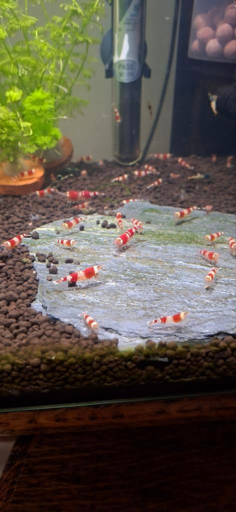 Crystal red caridina garnalen