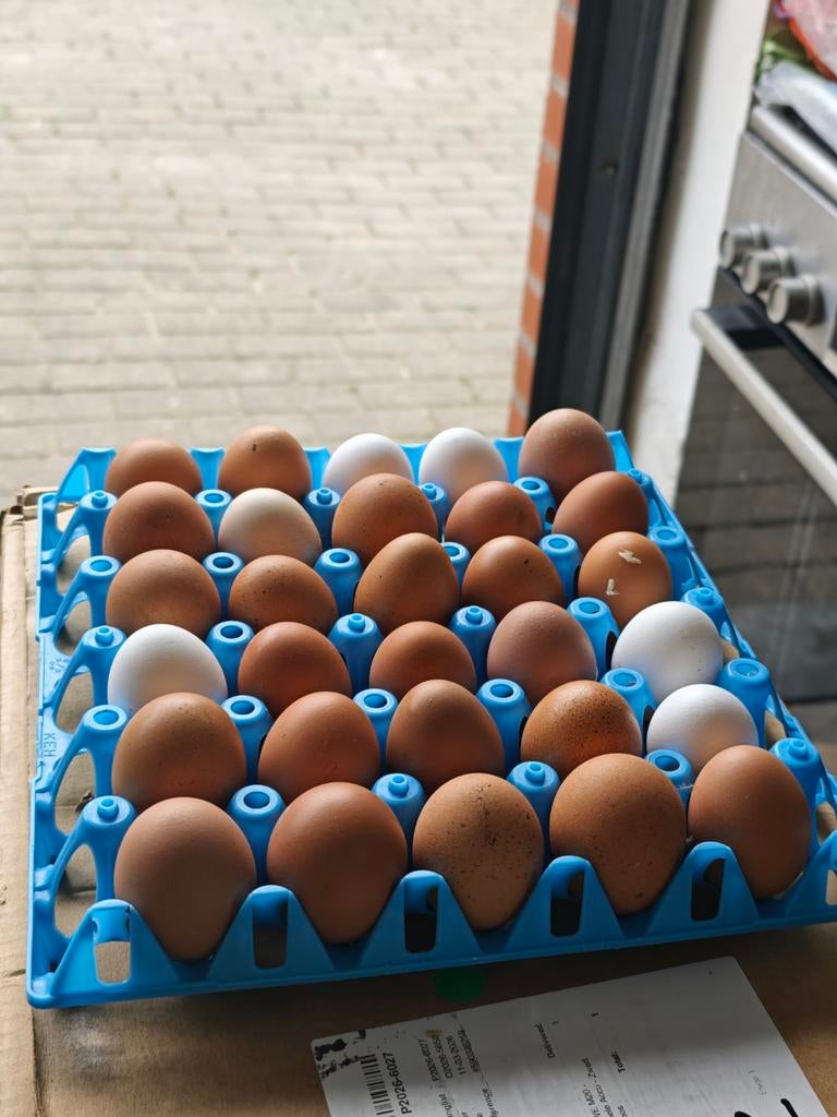 Verse eieren, Dieren en Toebehoren, Ophalen