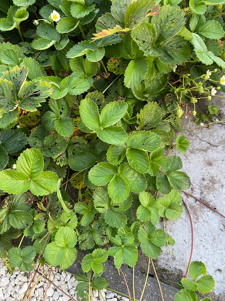 Bio Aardbeiplanten, Ophalen of Verzenden