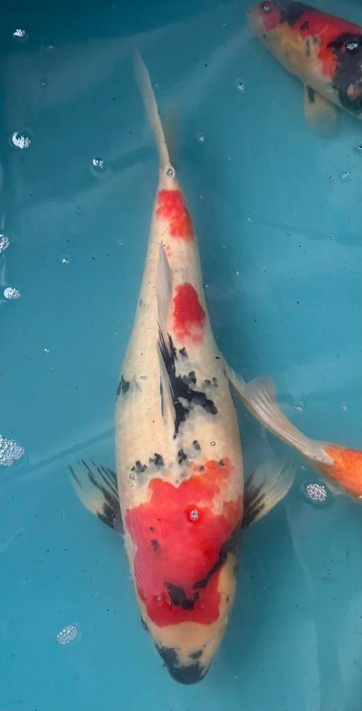 Japanse koite koop, Dieren en Toebehoren