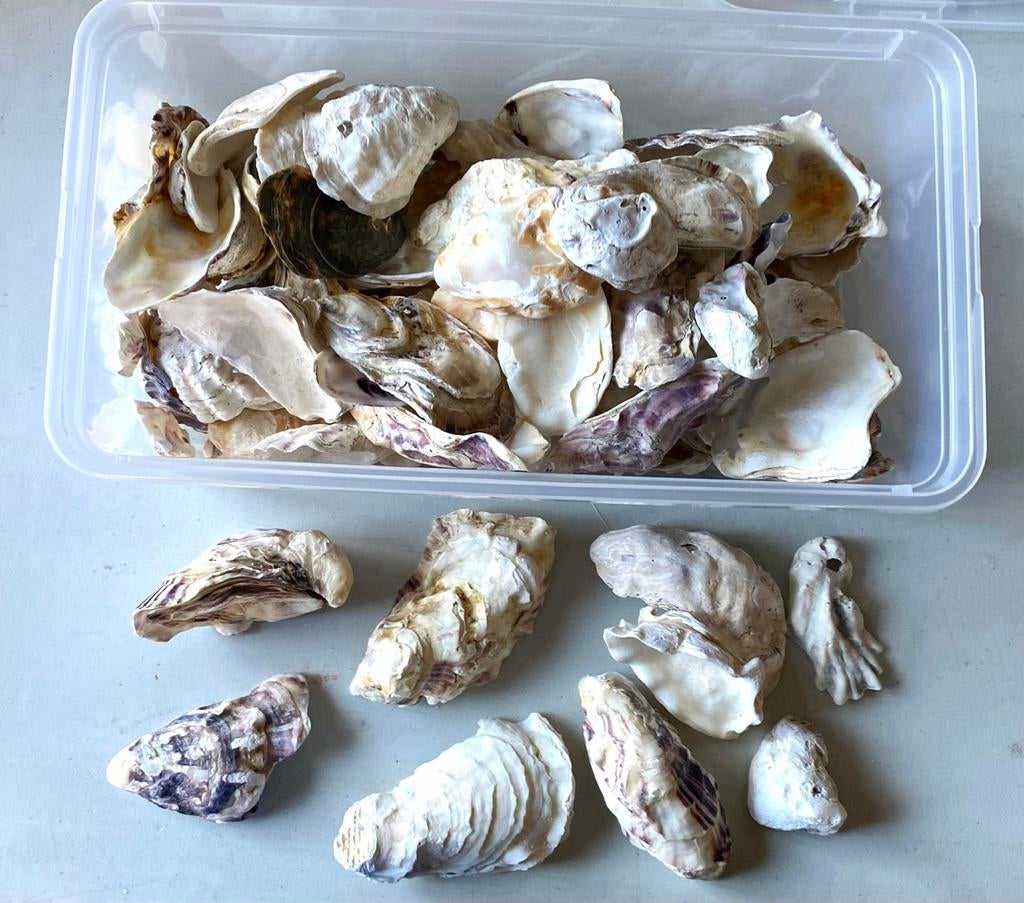 Lot de coquilles d'huîtres Crassostrea, Enlèvement ou Envoi, Coquillage(s)