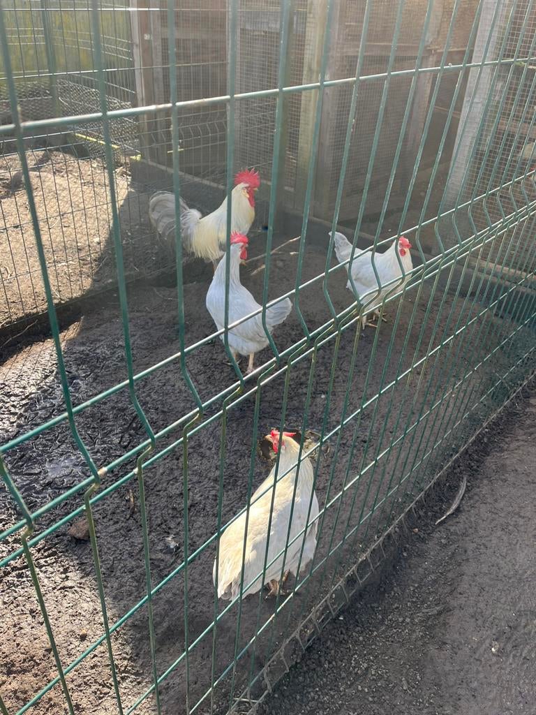Broedeieren leghorn isabelpatrijs, Dieren en Toebehoren, Pluimvee, Kip