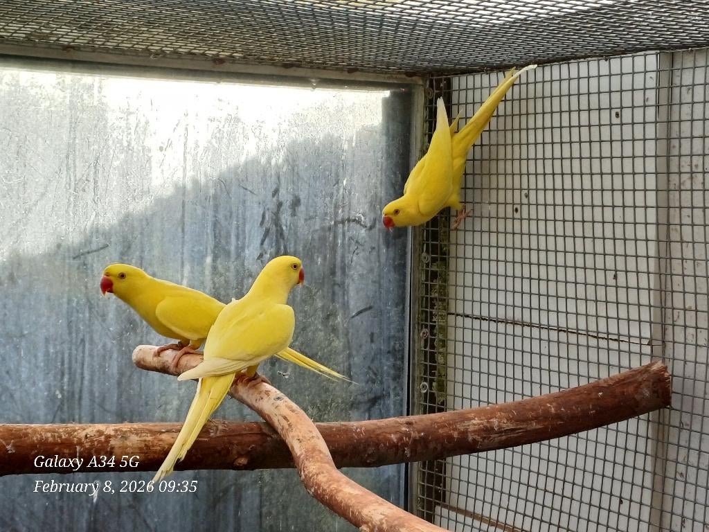 halsband parkieten 2025 MANNEN lutino (/blauw) (met dna), Parkiet