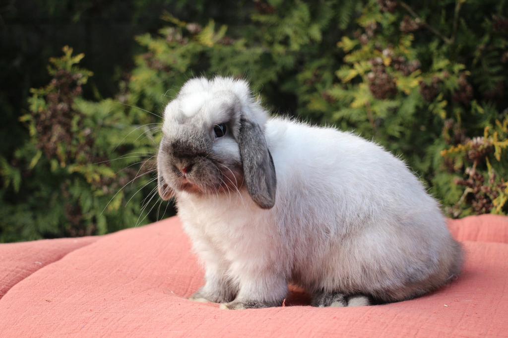 Minilop ram, Dieren en Toebehoren, Konijnen, Mannelijk, Klein, Hangoor, 0 tot 2 jaar