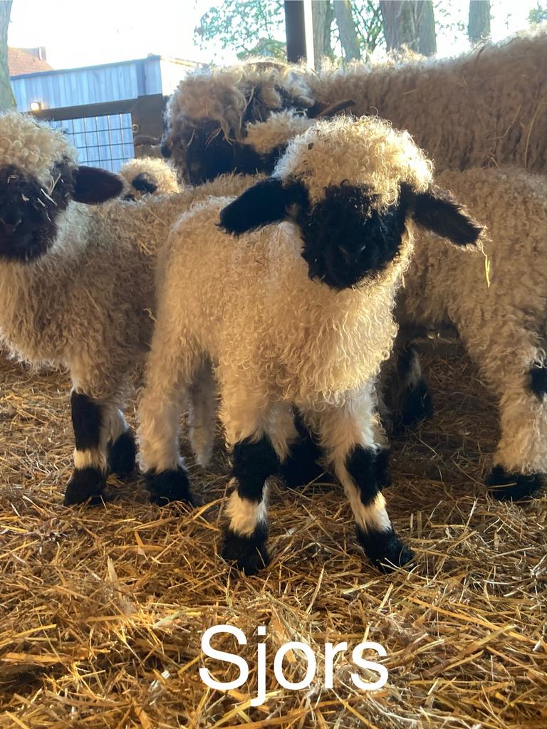 Sjors van ‘t Graanhof, ramlam, Walliser Schwarznase, Mannelijk, Schaap, 0 tot 2 jaar