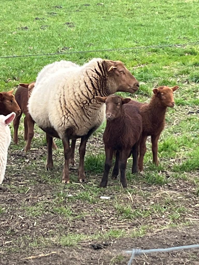 2 ooien en 4 lammetjes, Dieren en Toebehoren, Meerdere dieren, Schaap, 0 tot 2 jaar