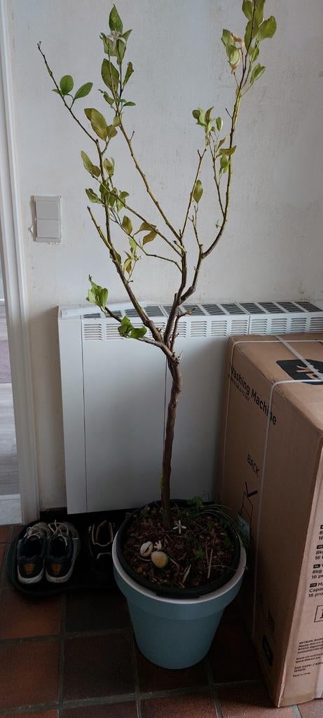 Citroenboom, Ophalen