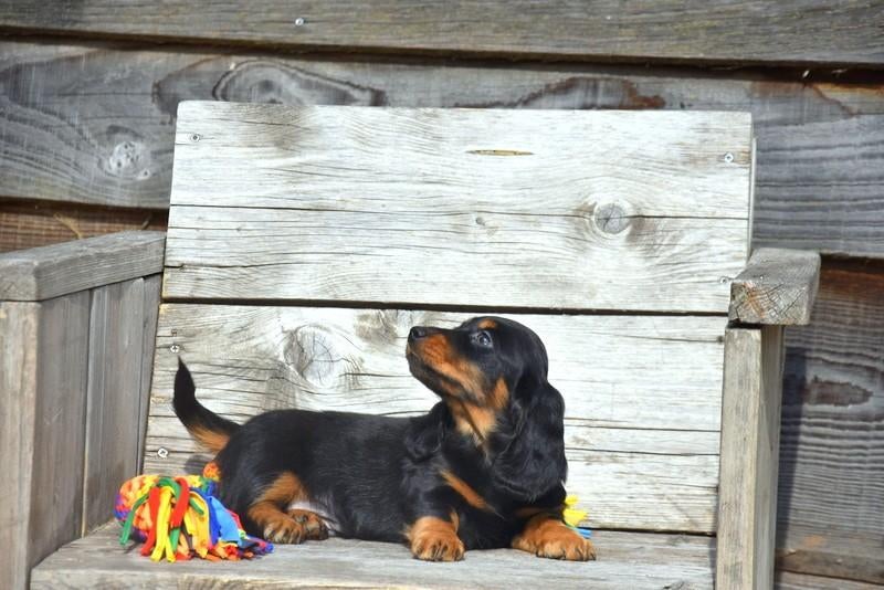 Prachtig langharig Black and Tan Teckel pupje, Parvo, België, 8 tot 15 weken, Dwerg