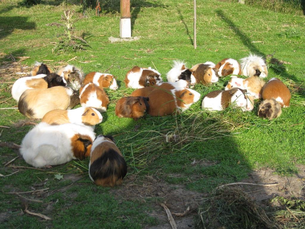 cavia jonge, Mars, Domestique, Plusieurs animaux, Cobaye