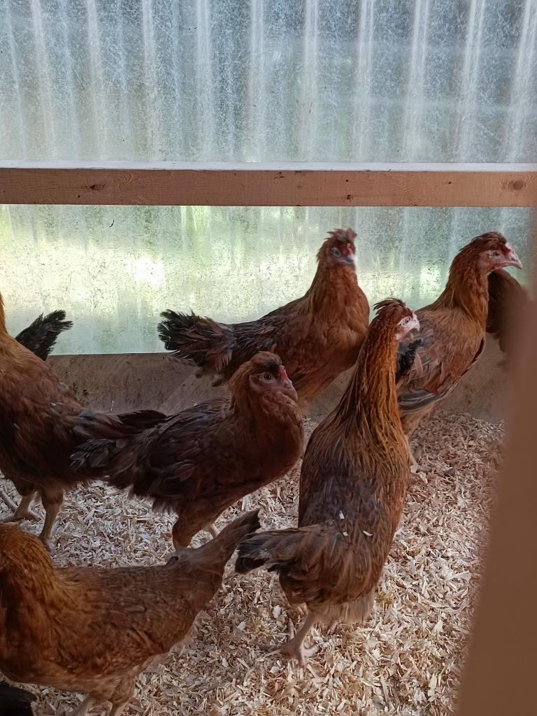 cream legbar pondeurs bleu/olive 0499/082381, Animaux & Accessoires, Femelle, Poule ou poulet