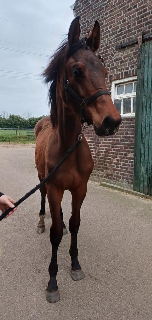 Toekomstig dressuur paard met maat! KWPN Jaarling, Dieren en Toebehoren, Paarden, Hengst, Dressuurpaard, Met stamboom, 0 tot 2 jaar