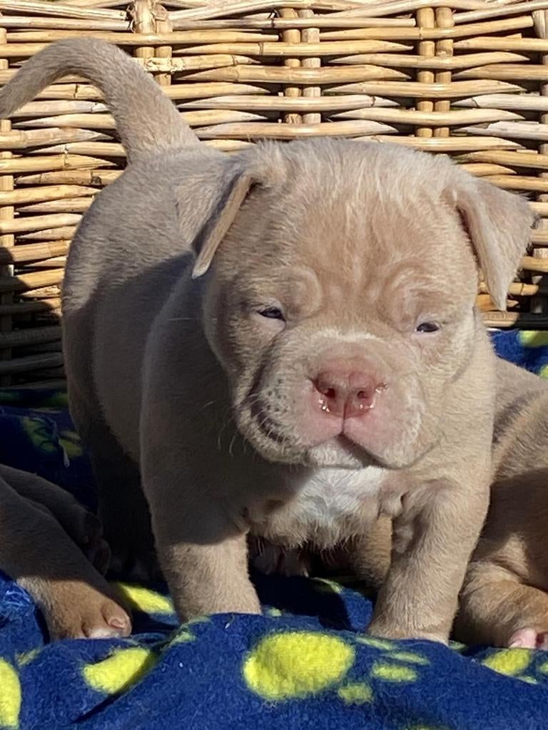 Chiots Bully (pocket), Autres races, Plusieurs, Hépatite contagieuse (maladie de Rubarth), Belgique