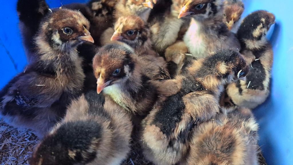 17 dubbel gezoomde Barnevelder kuikens, Animaux & Accessoires, Plusieurs animaux, Poule ou poulet