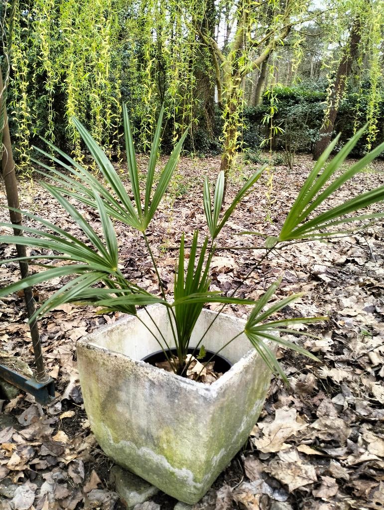 TRACHYCARPUS WAGNERIANUS X FORTUNEI, Tuin en Terras, Vaste plant, Bloeit niet, Halfschaduw, Ophalen