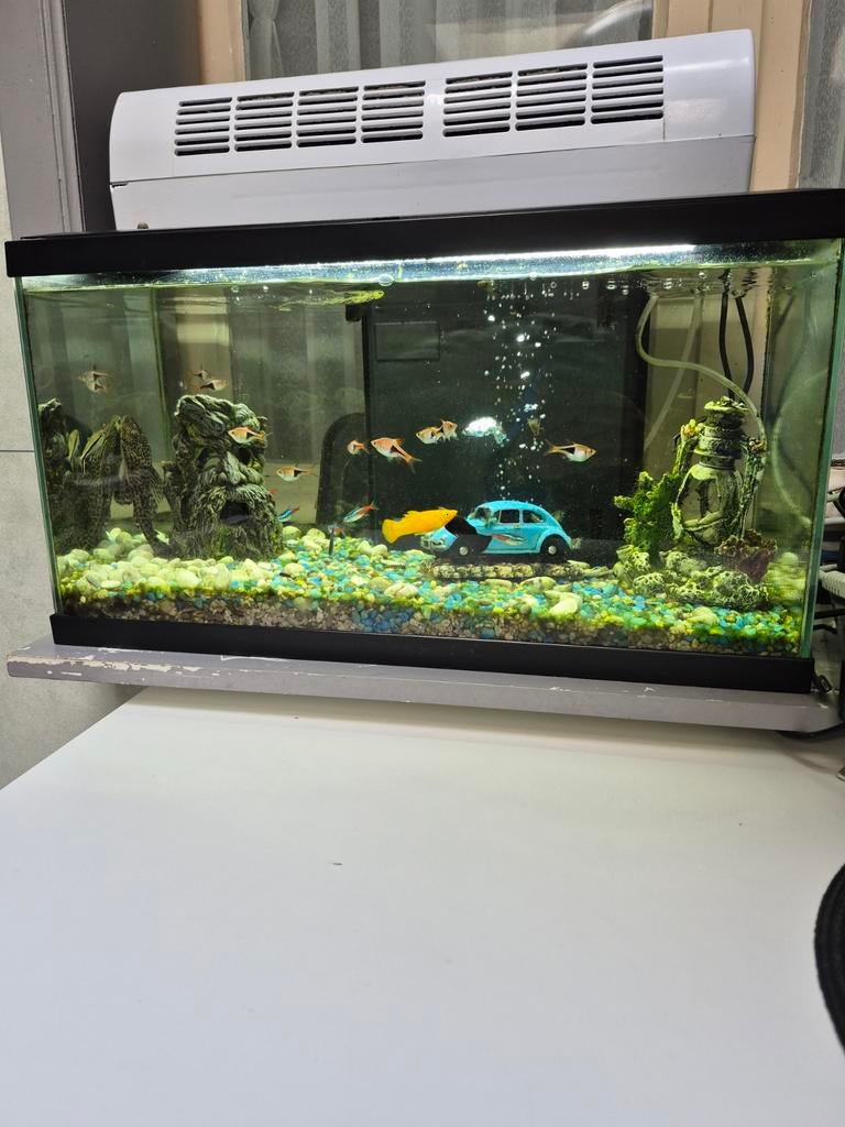 Aquariums te koop met alles erbij, inclusief vissen., Dieren en Toebehoren, Ophalen