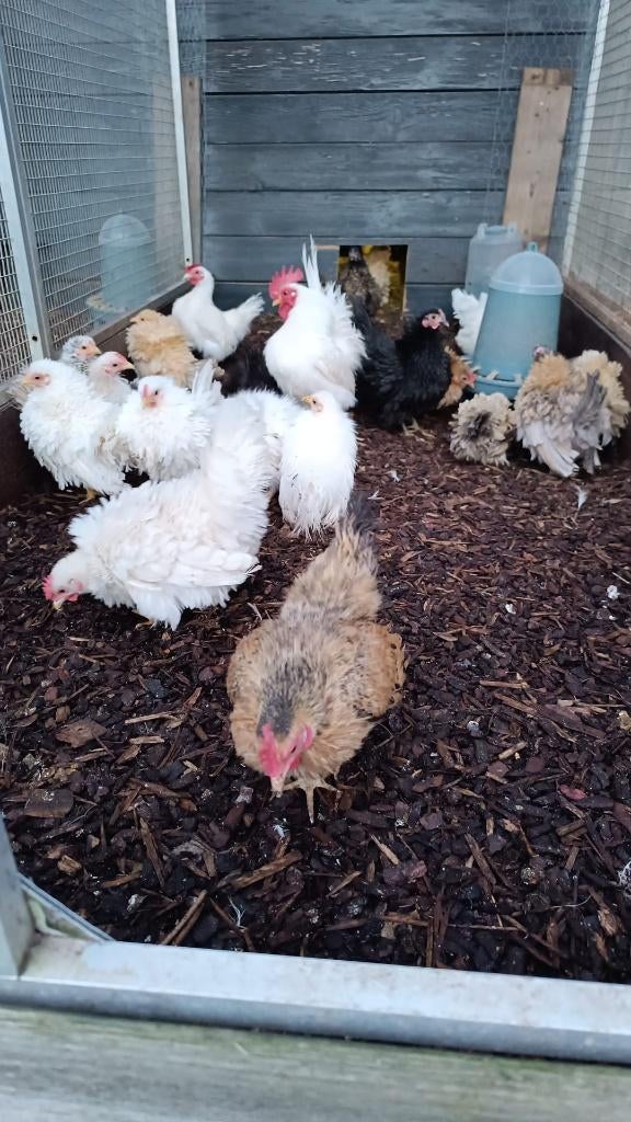 Serama's krul zijde en glad, Kip