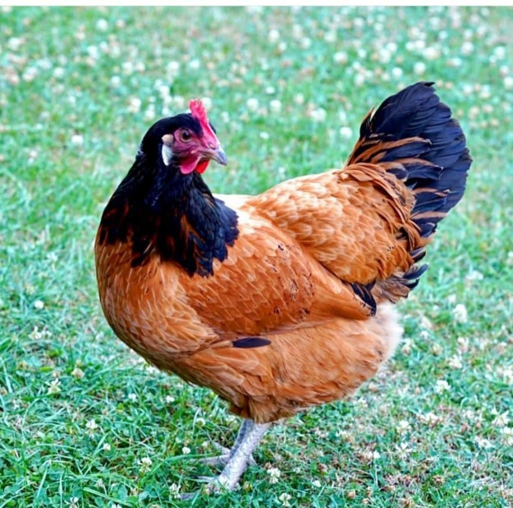 Sierkippen jonge hennen verschillende soorten beschikbaar, Femelle, Poule ou poulet