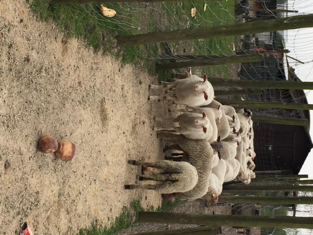 schapen en geiten  in temse, Animaux & Accessoires, Plusieurs animaux, Mouton, 0 à 2 ans