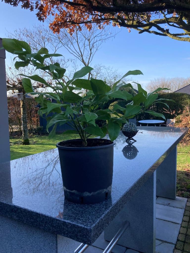 CITROENBOOMPJE OF STRUIK, Jardin & Terrasse, Plantes | Arbustes & Haies, Arbuste, Autres espèces, Moins de 100 cm, Enlèvement