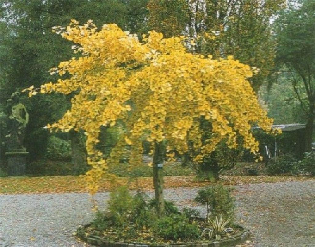 Ginkgo biloba : boutures/ feuilles, Enlèvement, En pot