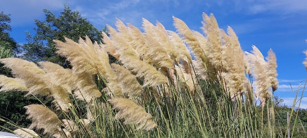 Pampas pluimen, Huis en Inrichting, Woonaccessoires | Droogbloemen, Ophalen of Verzenden, Nieuw