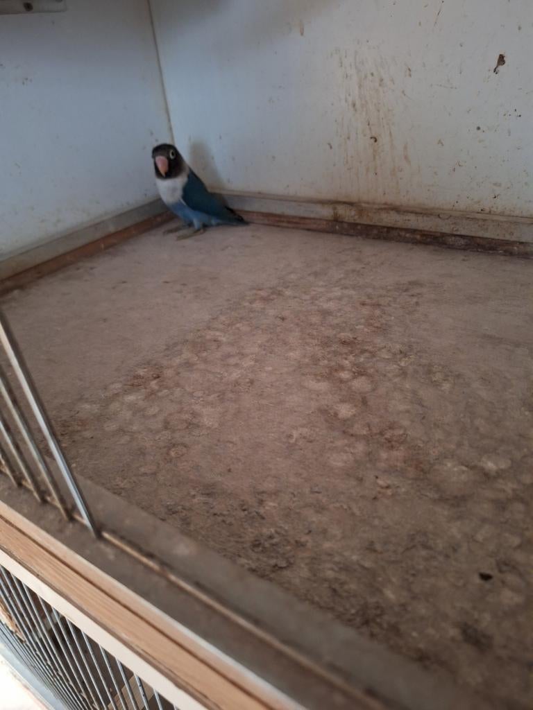 Dwergpapegaai personata, Dieren en Toebehoren, Vogels | Parkieten en Papegaaien, Mannelijk, Papegaai