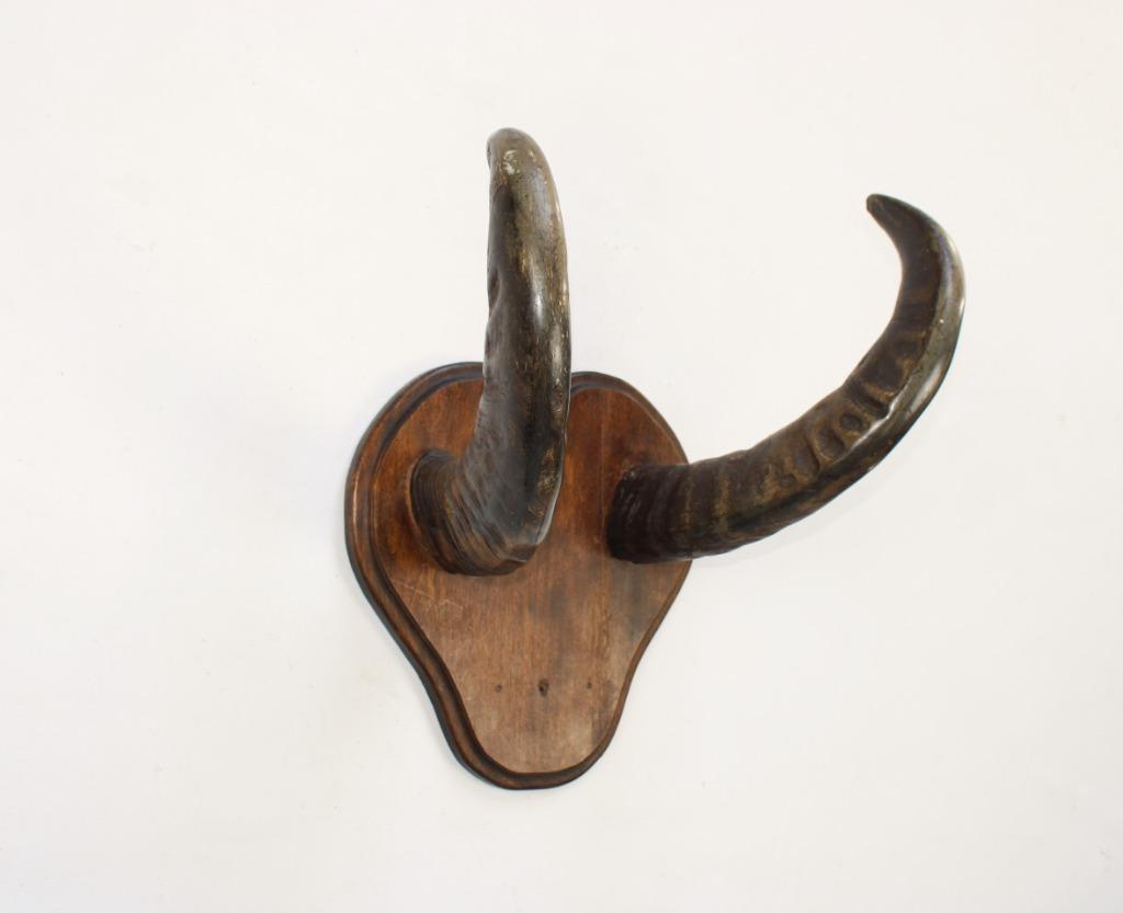 bois de buffle ou bois de bouc ?, Collections, Enlèvement, Utilisé, Autres, Bois ou Tête