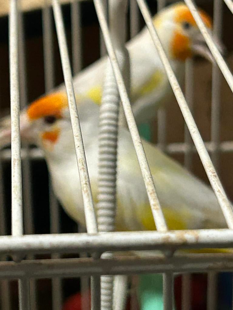 couple intermédiaire, Plusieurs animaux, Oiseau chanteur sauvage, Bagué