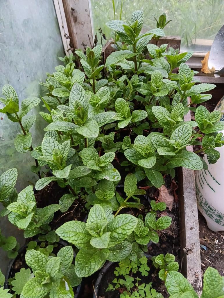 10 pots de menthes, Enlèvement