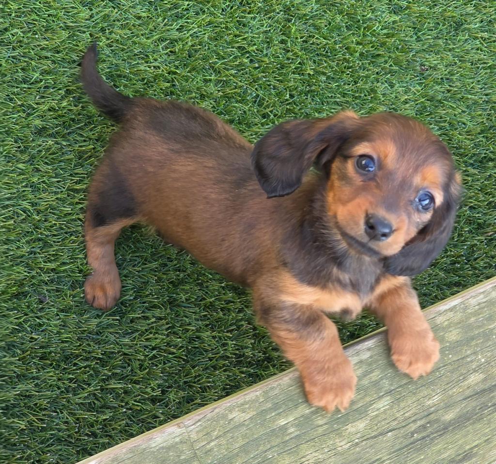 Lieve Teckel pups, Dieren en Toebehoren, Honden | Teckels en Dashonden, België, Fokker | Hobbymatig, 8 tot 15 weken, Korthaar