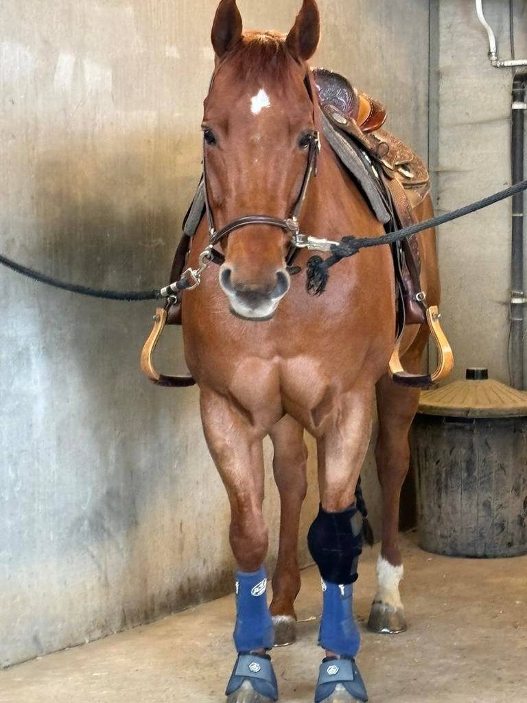 Quarterhorse, Dieren en Toebehoren, Ophalen, Gebruikt