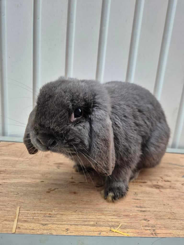 Nederlandse hangoordwerg ram, Dieren en Toebehoren