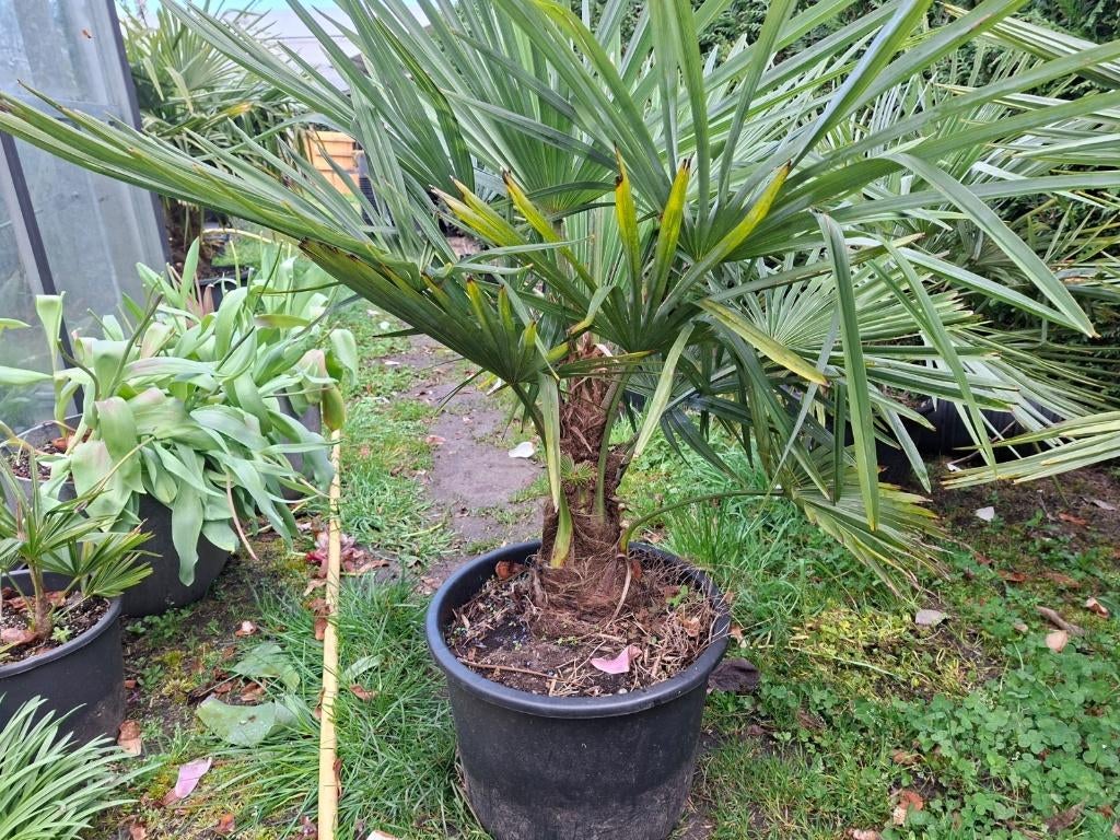 Coniferen, taxus, palmbomen, bamboe in pot, Tuin en Terras, Planten | Bomen, In pot, Ophalen