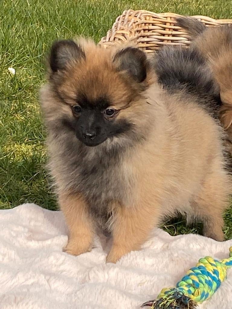 Spitz allemand (kleinkees), Animaux & Accessoires, Chiens | Huskys, Loulous & Types primitifs, 15 semaines à 1 an, Loulou, Chienne