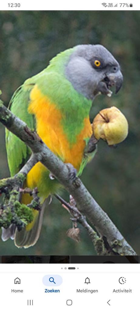 Senegal papegaai of bonte boer papegaai, Dieren en Toebehoren, Papegaai
