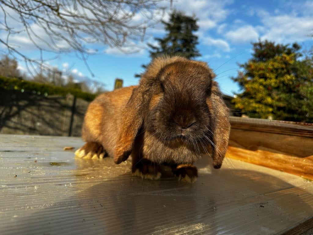 Franse Hangoor RAM, Mâle, Grand, Oreilles tombantes, 0 à 2 ans