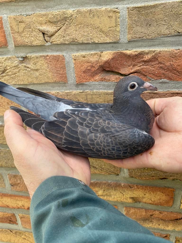 Stichelbaut/Van Wanroy en 2026, Animaux & Accessoires, Oiseaux | Pigeons, Femelle, Pigeon voyageur