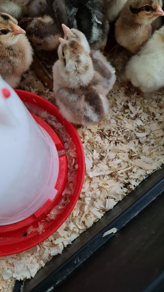 Cream legbar eendagskuikens waarschijnlijk haantjes, Dieren en Toebehoren, Pluimvee, Meerdere dieren, Kip