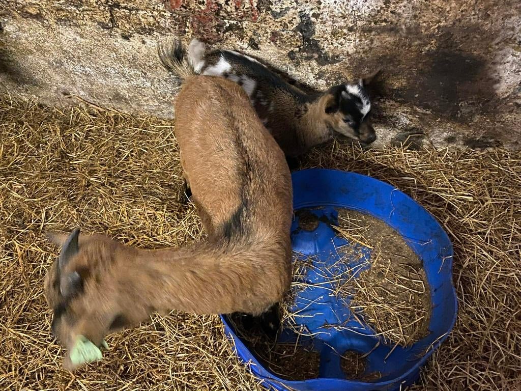 dwerggeitje, Dieren en Toebehoren, Schapen, Geiten en Varkens, Geit