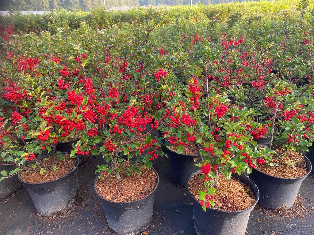 Ilex in soorten, Tuin en Terras, Planten | Tuinplanten, Ophalen, Vaste plant