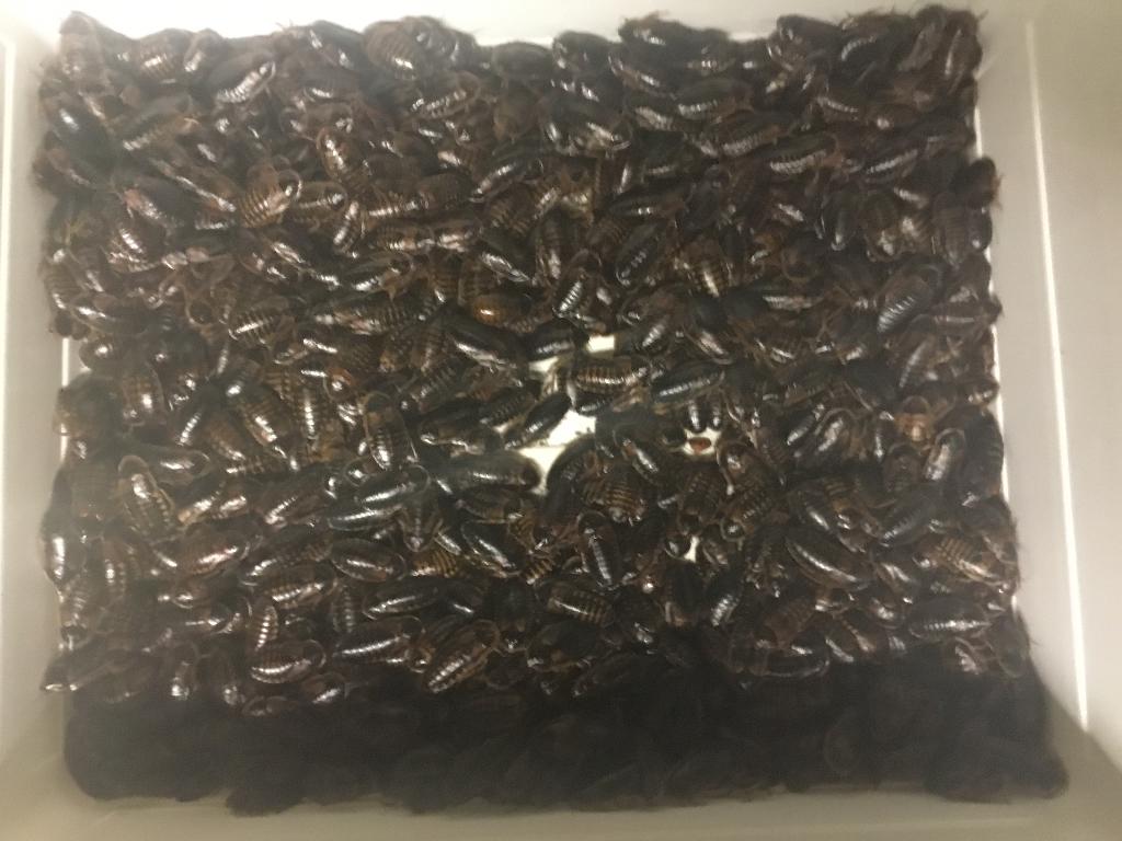 Dubia’s, Dieren en Toebehoren, Insecten en Spinnen, Overige soorten