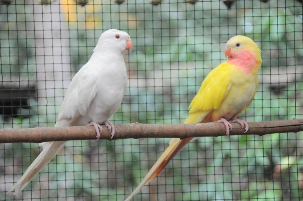 PRINSES OF WALES PARKIETEN, Dieren en Toebehoren, Vogels | Parkieten en Papegaaien, Parkiet, Meerdere dieren, Geringd
